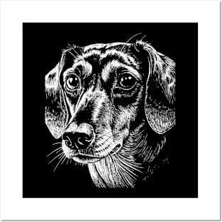 Cute dachshund dog Posters and Art